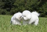 BICHON FRISE 461